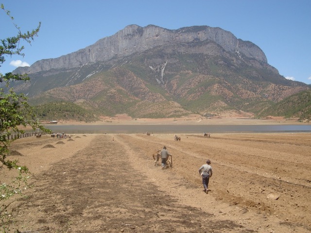 Plowing the fields with oxen.