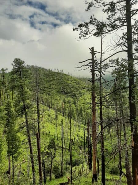 The monsoon green slopes of the Silver Fire burn near Sawyer Peak with the still blackened snags of the torched forest
