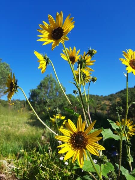 Helianthus annuus, the Annual Sunflower in all of its glory