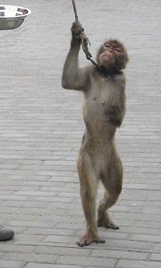 Captive monkey in Shanghai, image by F3rn4nd0 - Own work, CC BY 3.0, Wikimedia commons