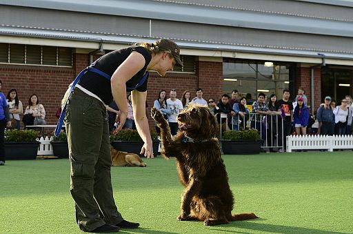 Dog offering paw for handshake with trainer at dog show.
