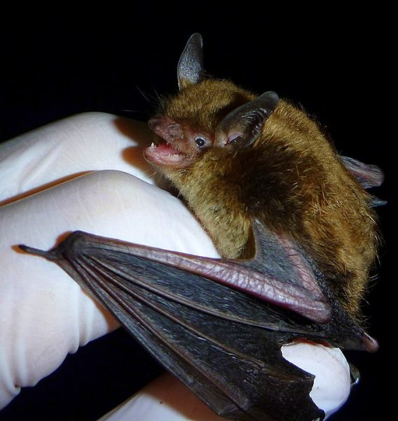 Little Brown Myotis bat