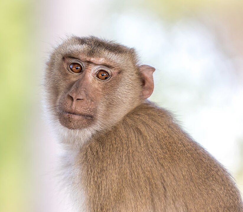 A crab-eating macaque monkey