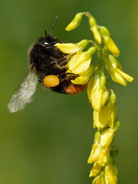 Bumble Bee