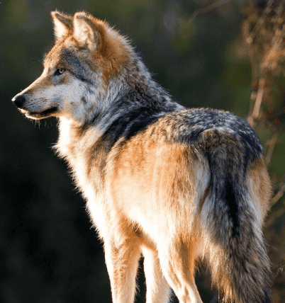 Asha, Mexican gray wolf