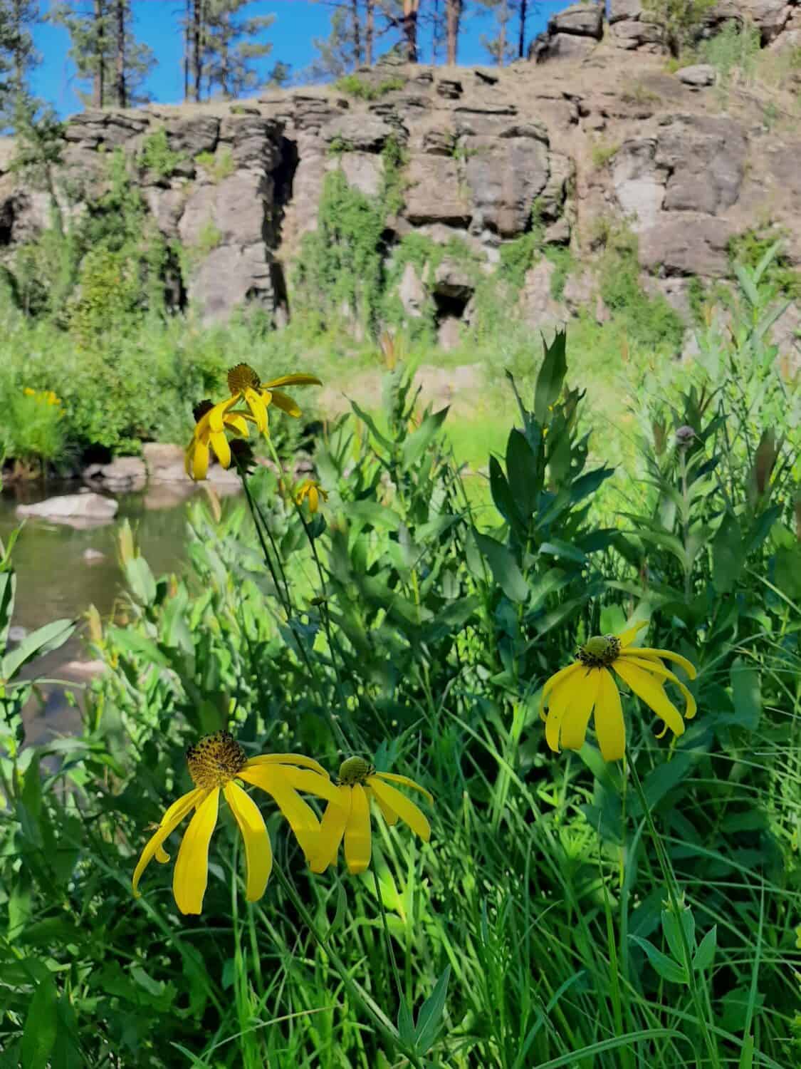 Black River pool and wildflowers