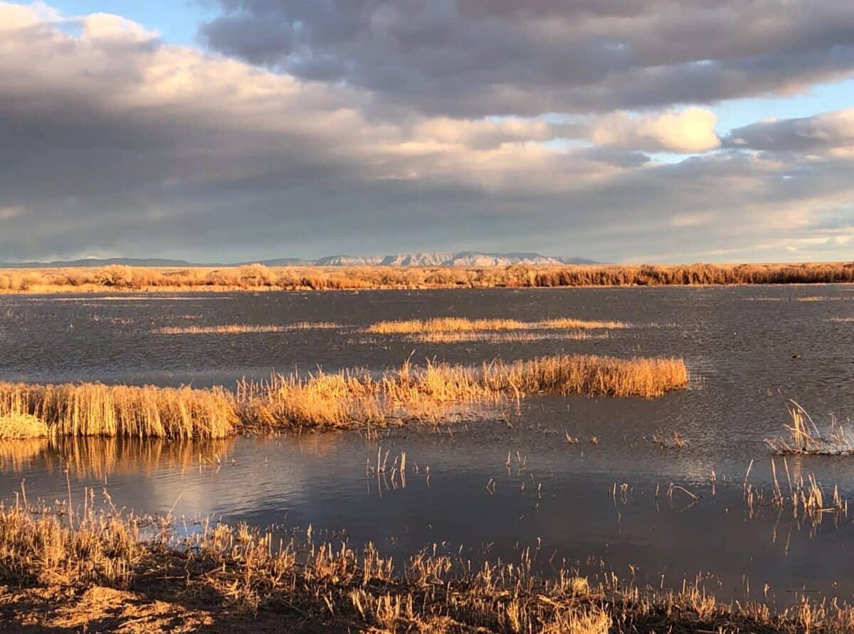Beautiful light illuminates the grasses sticking out of the water. The wind is rippling the surface of the water. Clouds above. Mountains in the distance