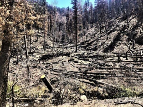 Burn damage done to a Gallinas Creek drainage