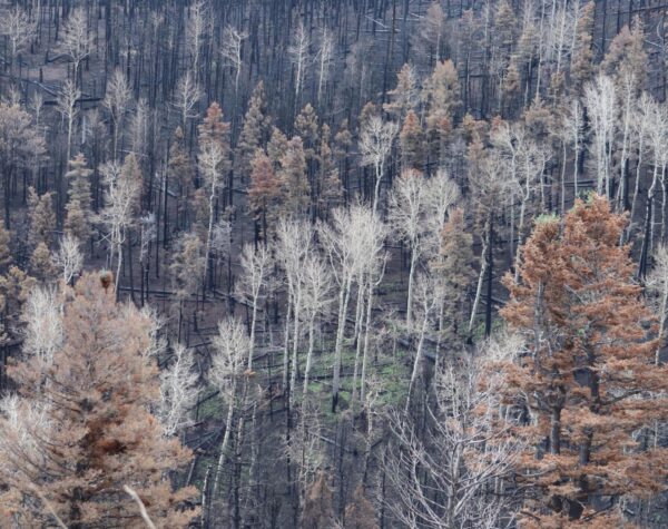 Burn scar, Hermits Peak-Calf Canyon Fire