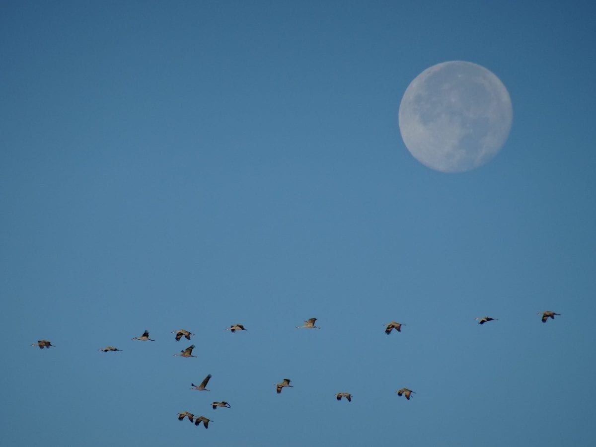 Full moon in a blue sky crossed by sandhill cranes.cranes.