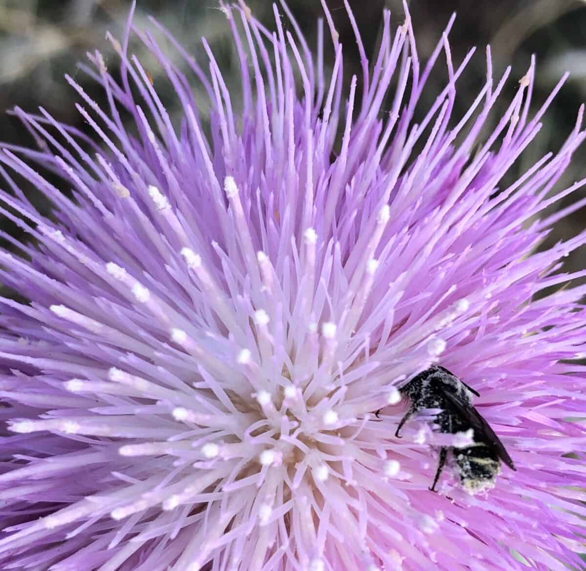 Thistles are particularly valued by bumblebees for their high nectar production. A bee is lying in the flower in a comatose-like trance.