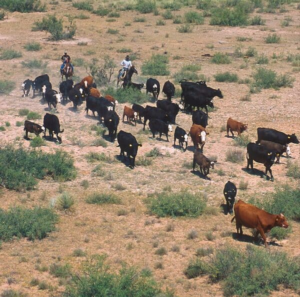 Cattle roundup