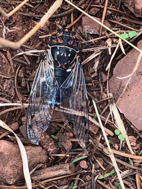 close up of a cicada.