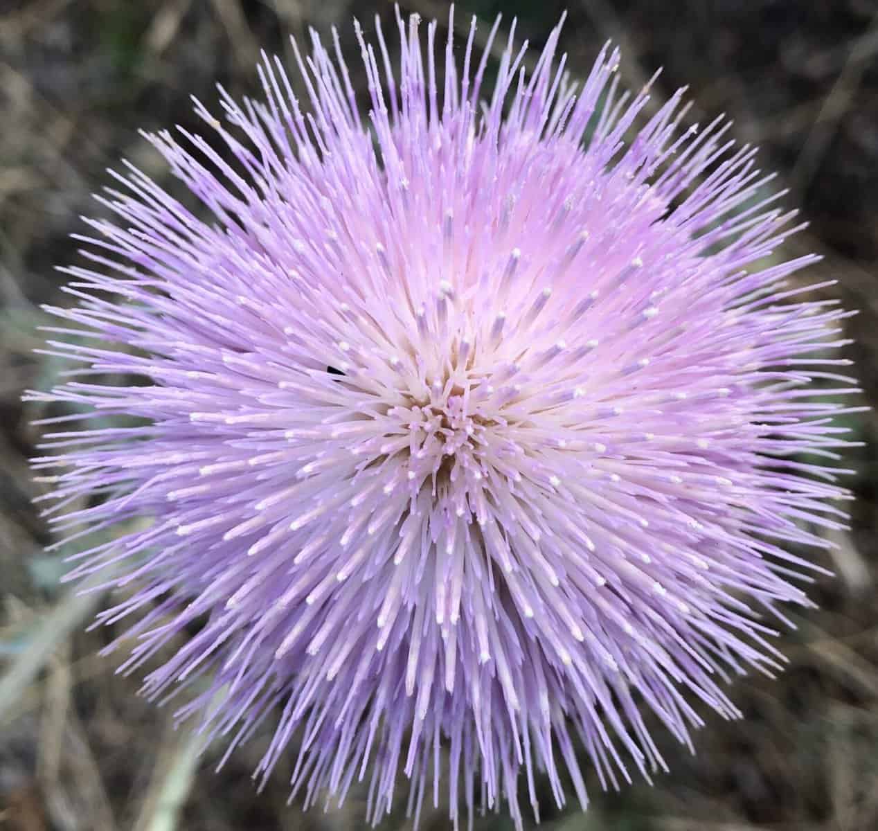 a close-up of a pink thistle bloom.