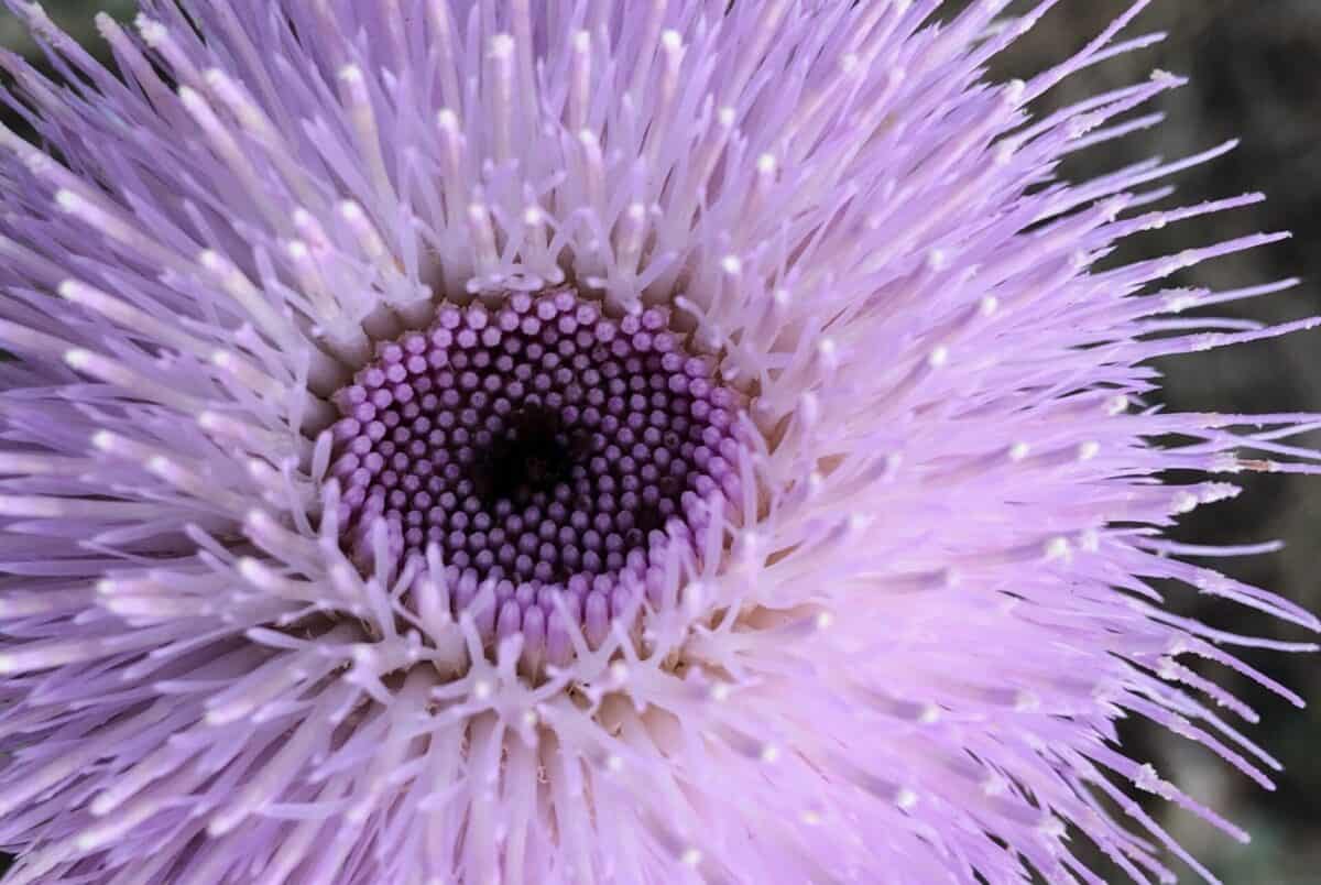 a partially open thistle flower.