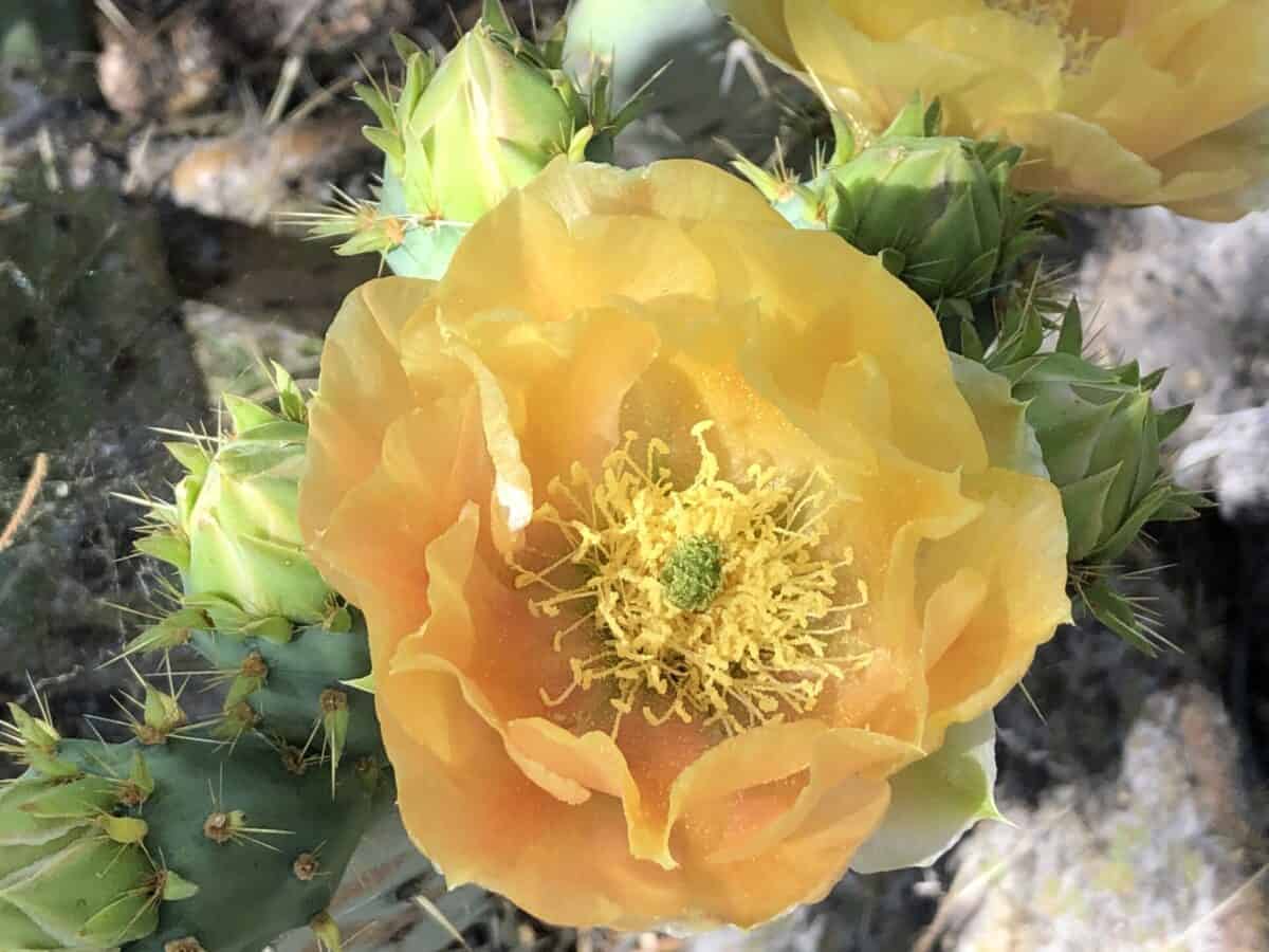 Peachy prickly pear flower surrounded with buds.