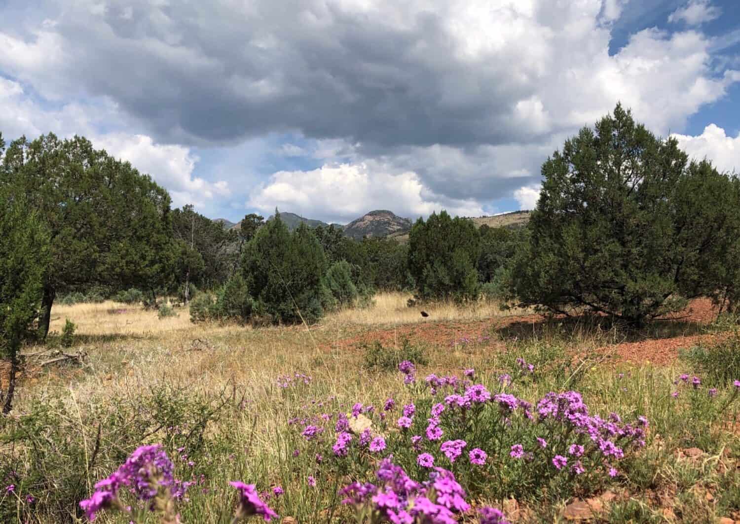 Bright pink flowers in the foreground in the midst ofgrasses and junipers. The Black Range Mountains and big fluffy clouds in the background.