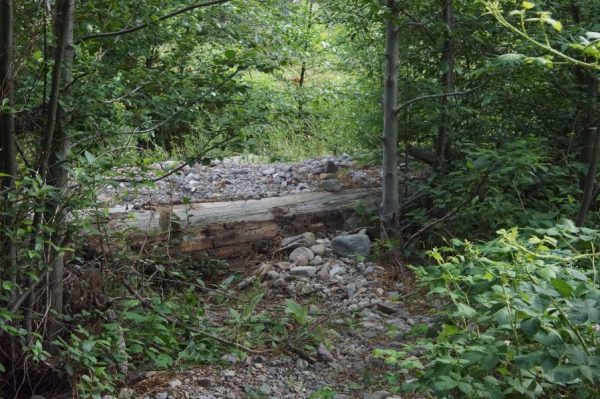 Woods and trail along Percha Creek.