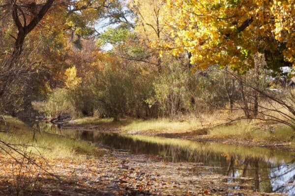 Las Animas Creek in Fall Colors