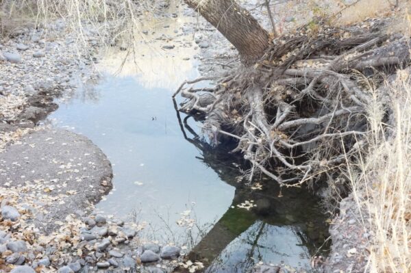 Spring flowing into Las Animas Creek