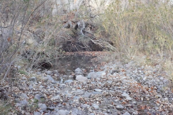 A bit of water seeping into Las Animas Creek