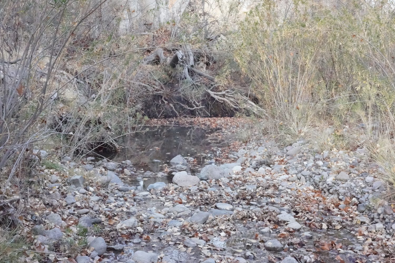 Las Animas Creek going dry.