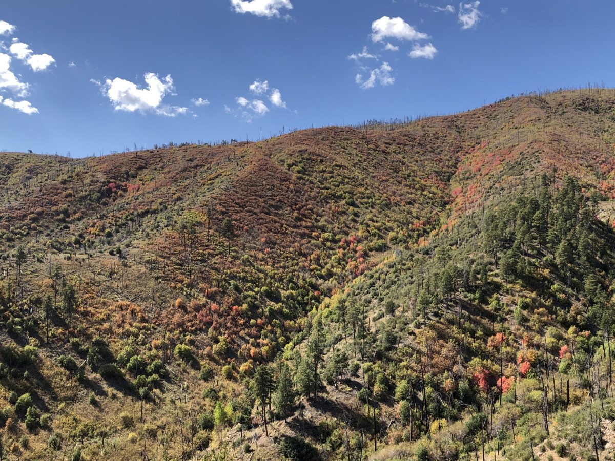 From dark green to bright reds. Colors dot the mountain.