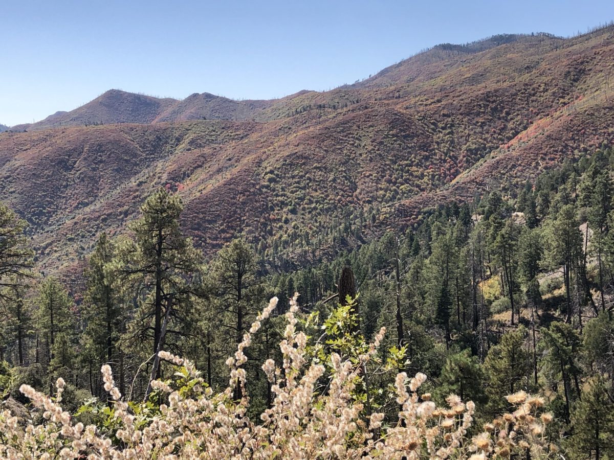 White winterfat, dark green pines and reddish mountain in the background.