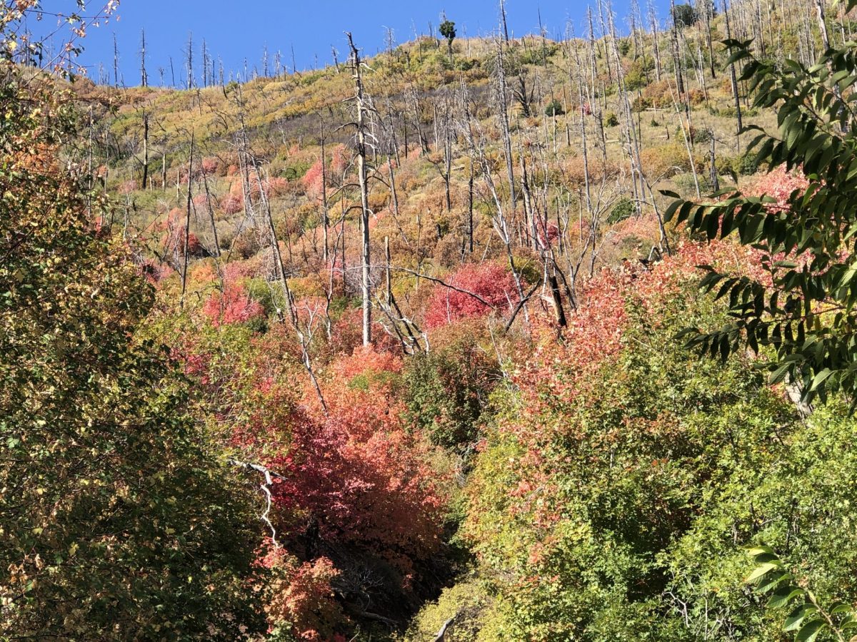 Red scrub oaks tumble down.