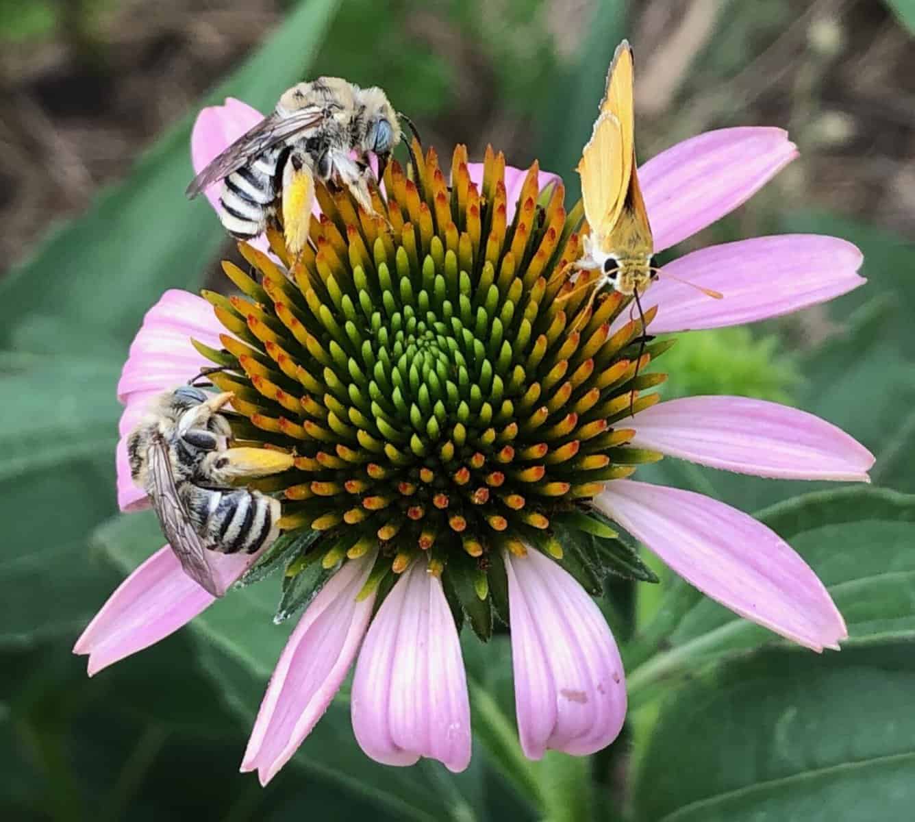 Echinacea flower with 2 bees and a butterfly