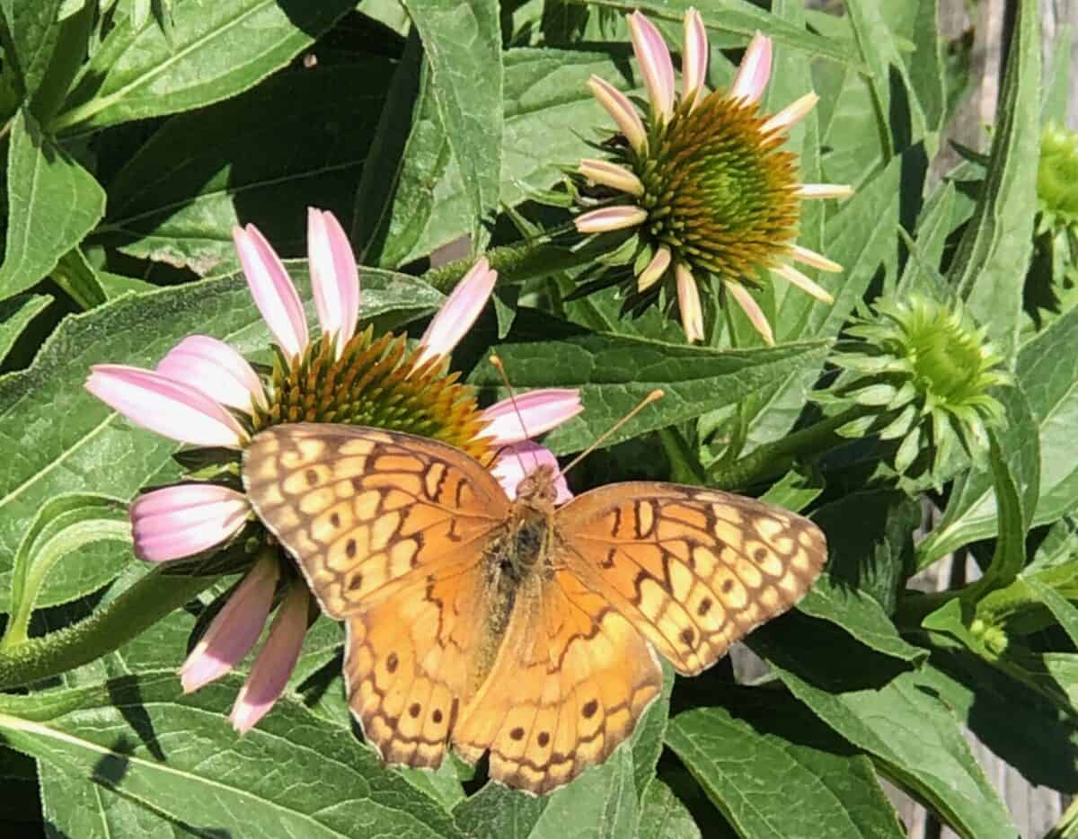 An orange butterfly with beige and brown spots on an echinacea bloom.