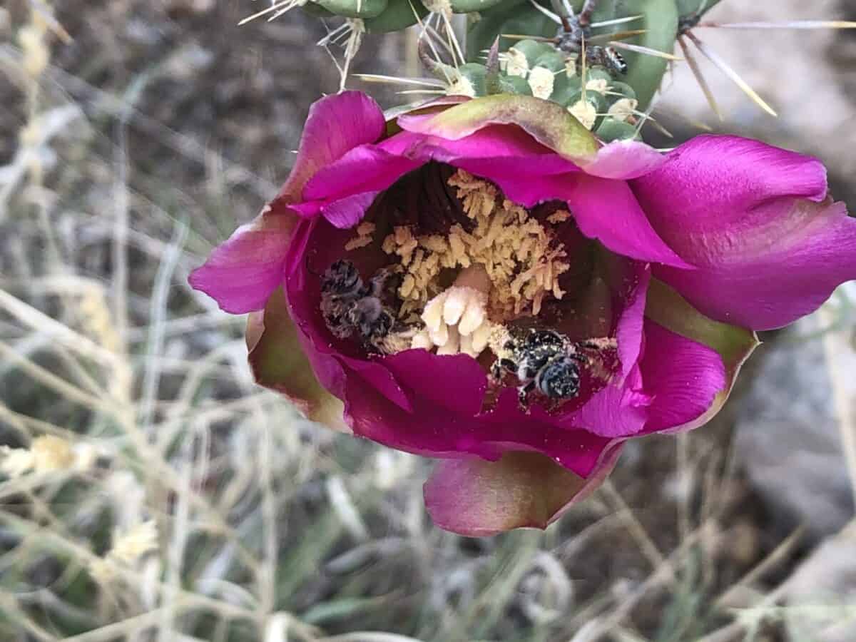 a pink cholla bloom hosts 2 bees.