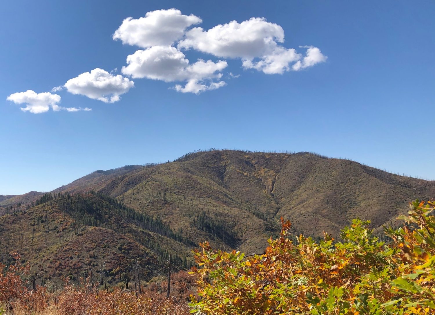 Scrub oaks changing colors. Black Range Mountains blue sky and clouds in the background.