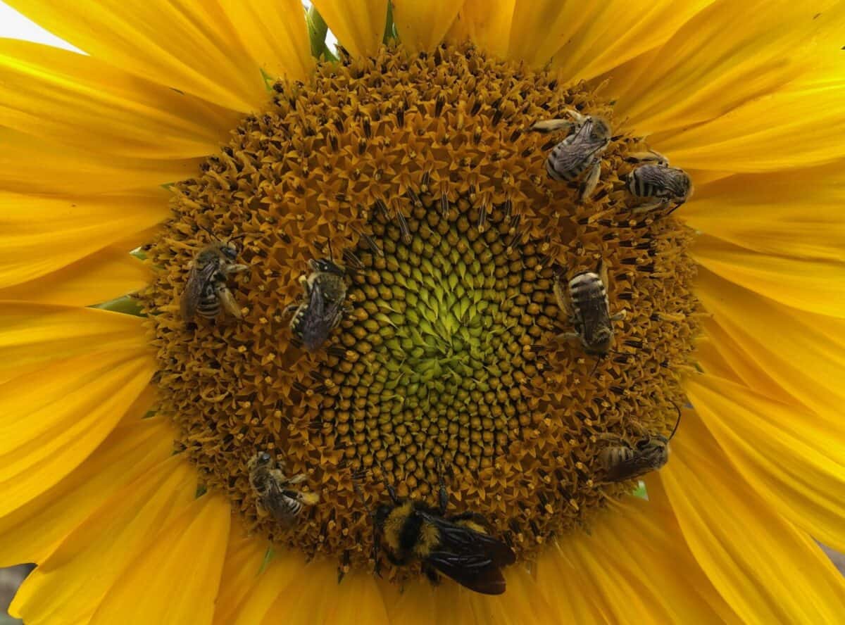 This sunflower attracts many types of bees. All are welcome!.