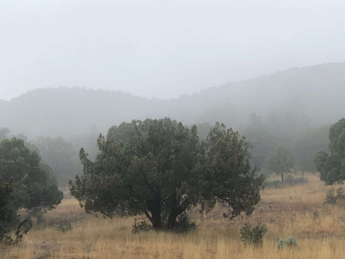 Foggy landscape with a big juniper standing out.