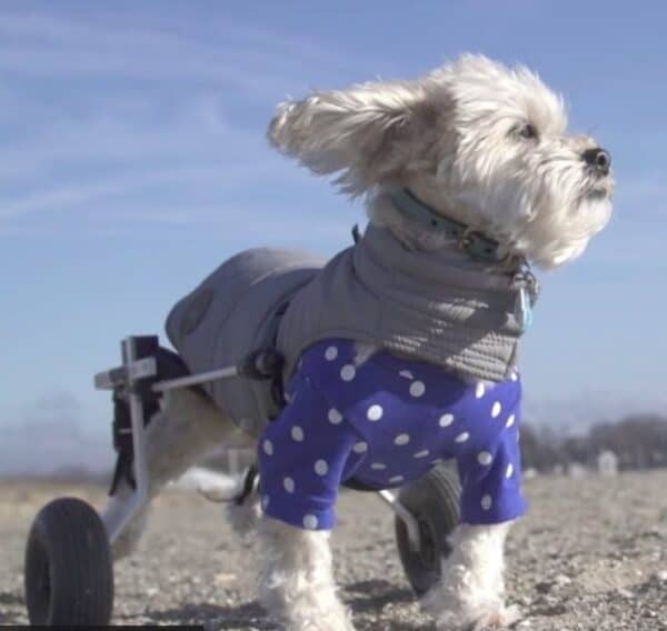 dog equipped with wheels to help it walk and run
