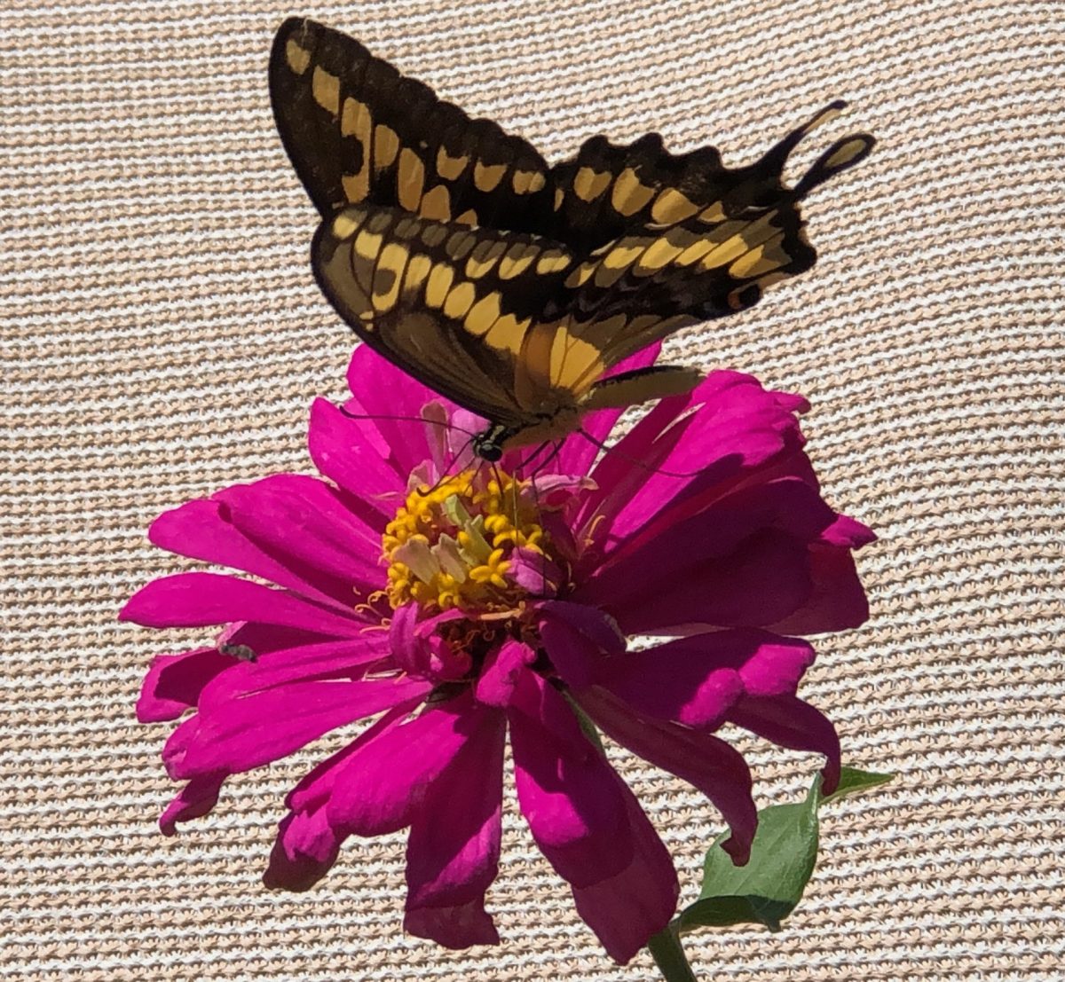 Giant Swallowtail pollinating zinnia.