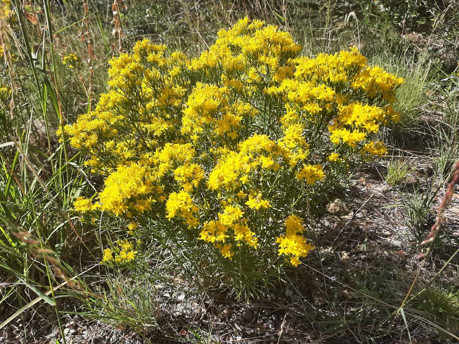 A living bouquet