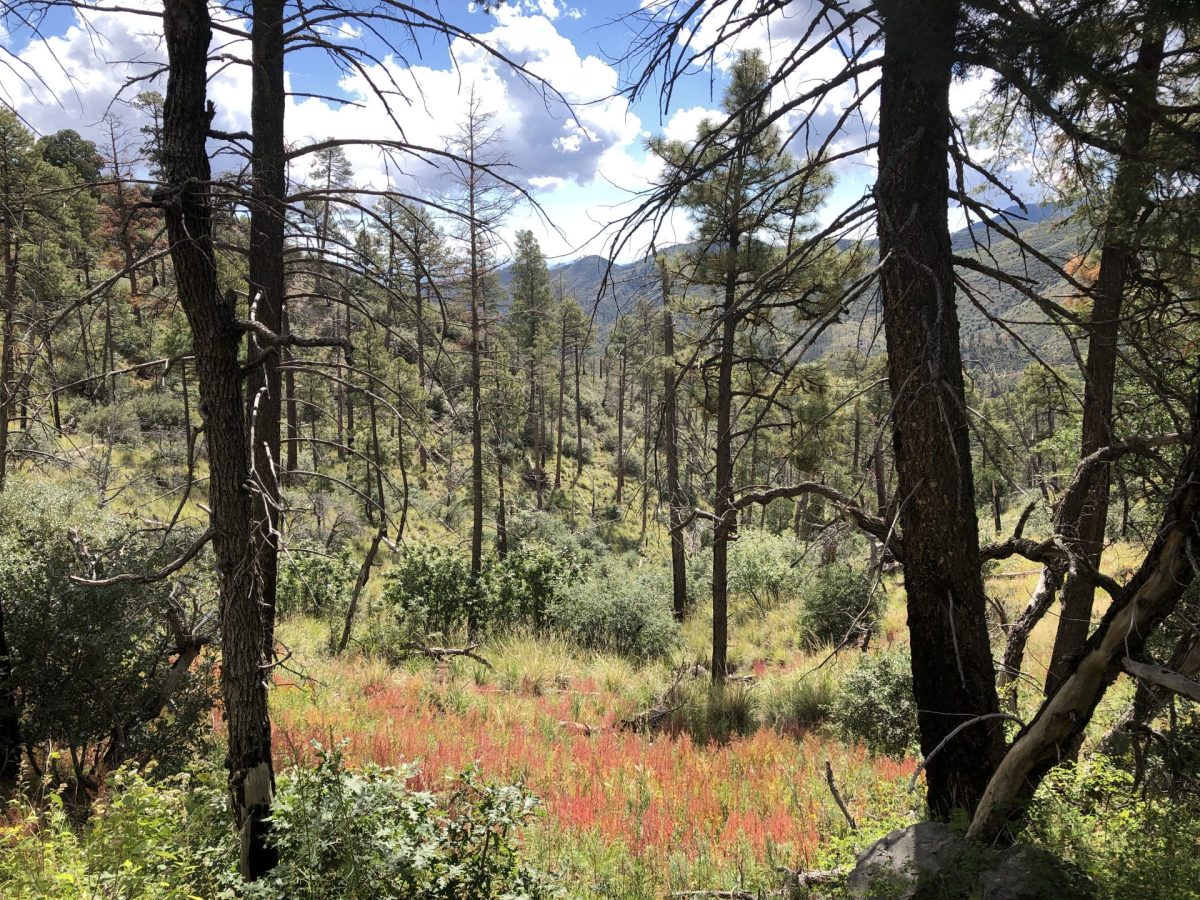 Starting with towering ponderosas. A smear of rusty colored plants in the foreground