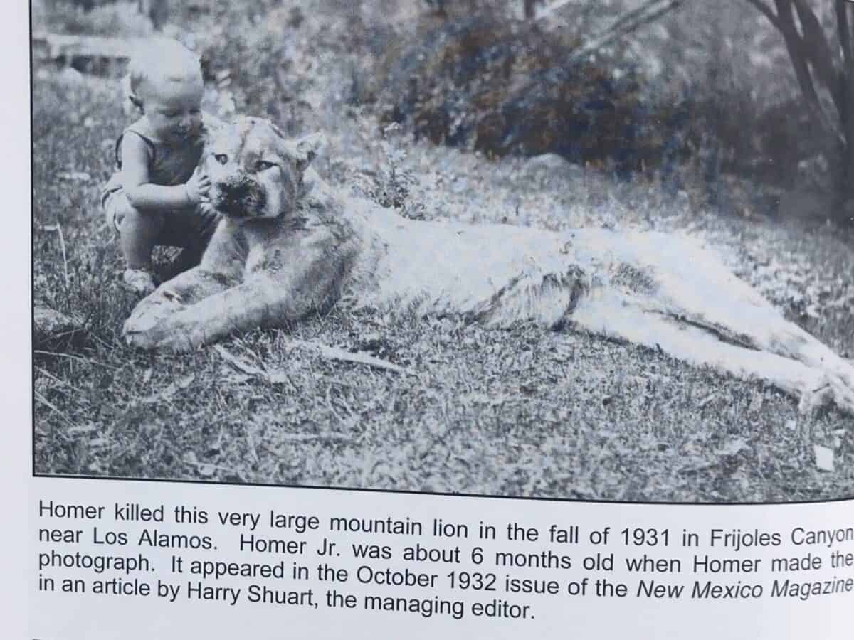 Dead mountain lion and child