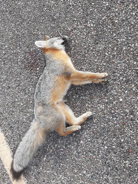 Gray fox no more