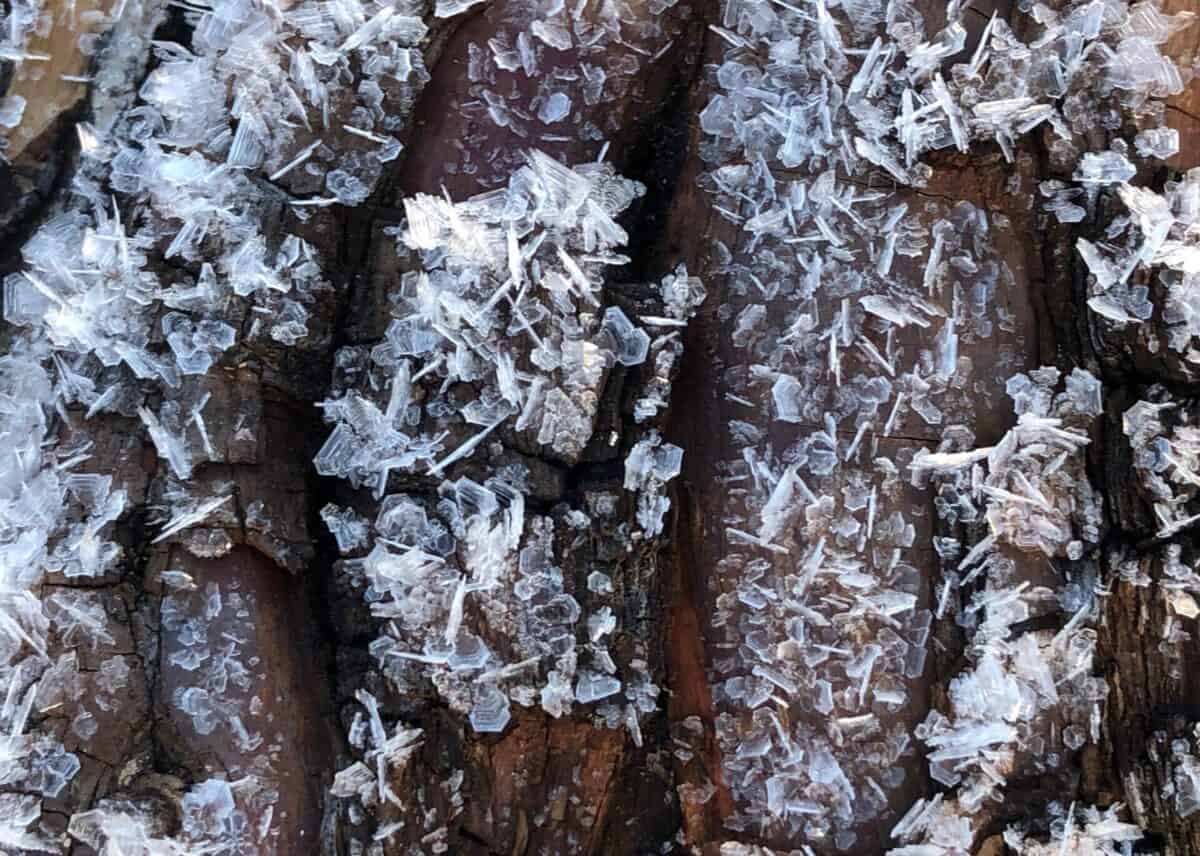 logs covered with Ice crystals.