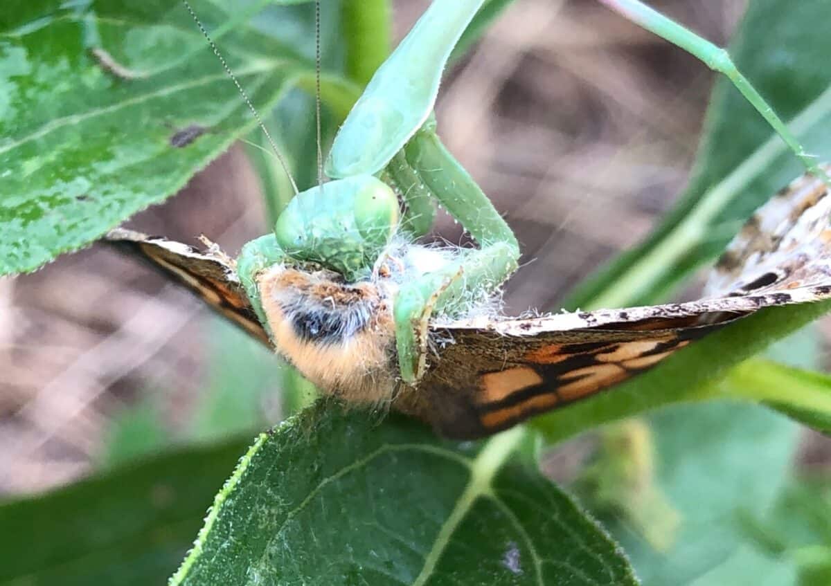 Green praying mantis eating a butterfly.
