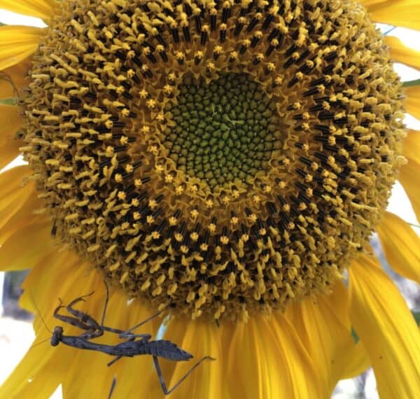 a dark praying mantis is waiting for its prey to appear on a blooming sunflower