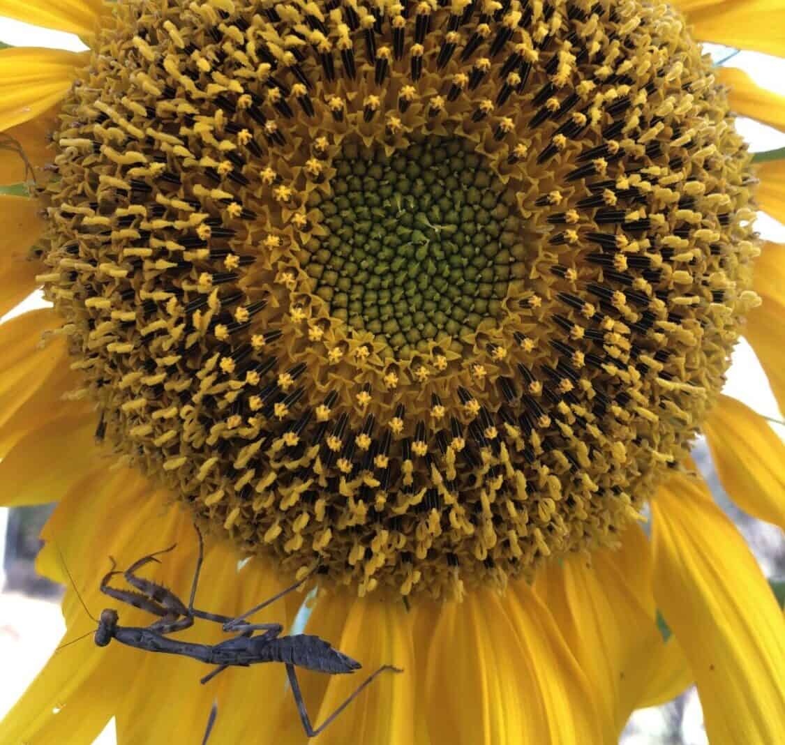 a dark praying mantis is waiting for its prey to appear on a blooming sunflower