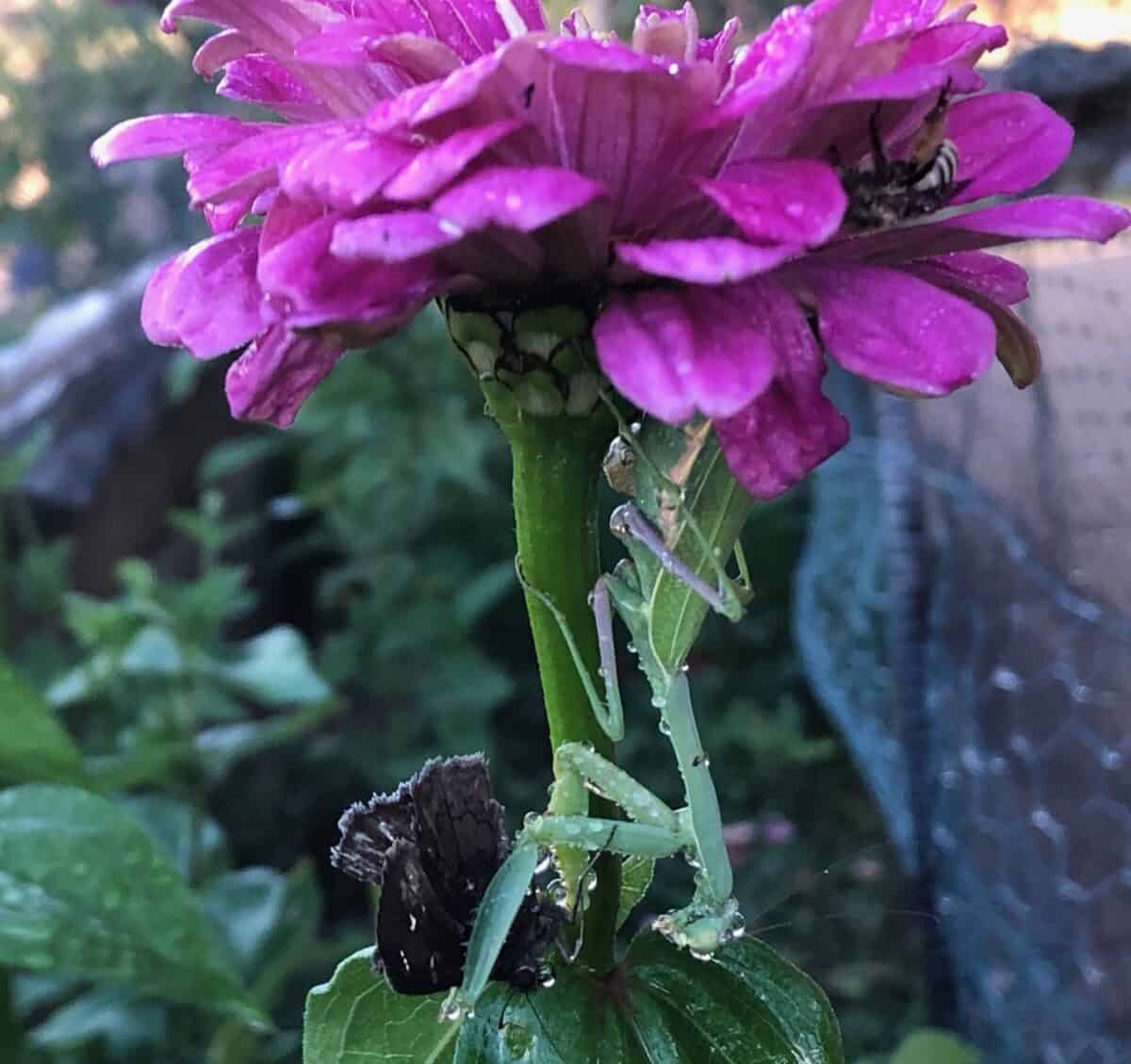 Upside down green praying mantis eating a butterfly.