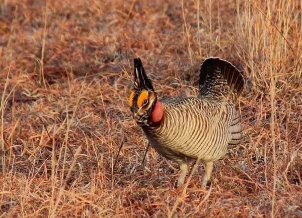 Lesser prairie chicken