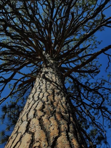 An awed gaze upward through the gnarly limbs of Liberty Pine