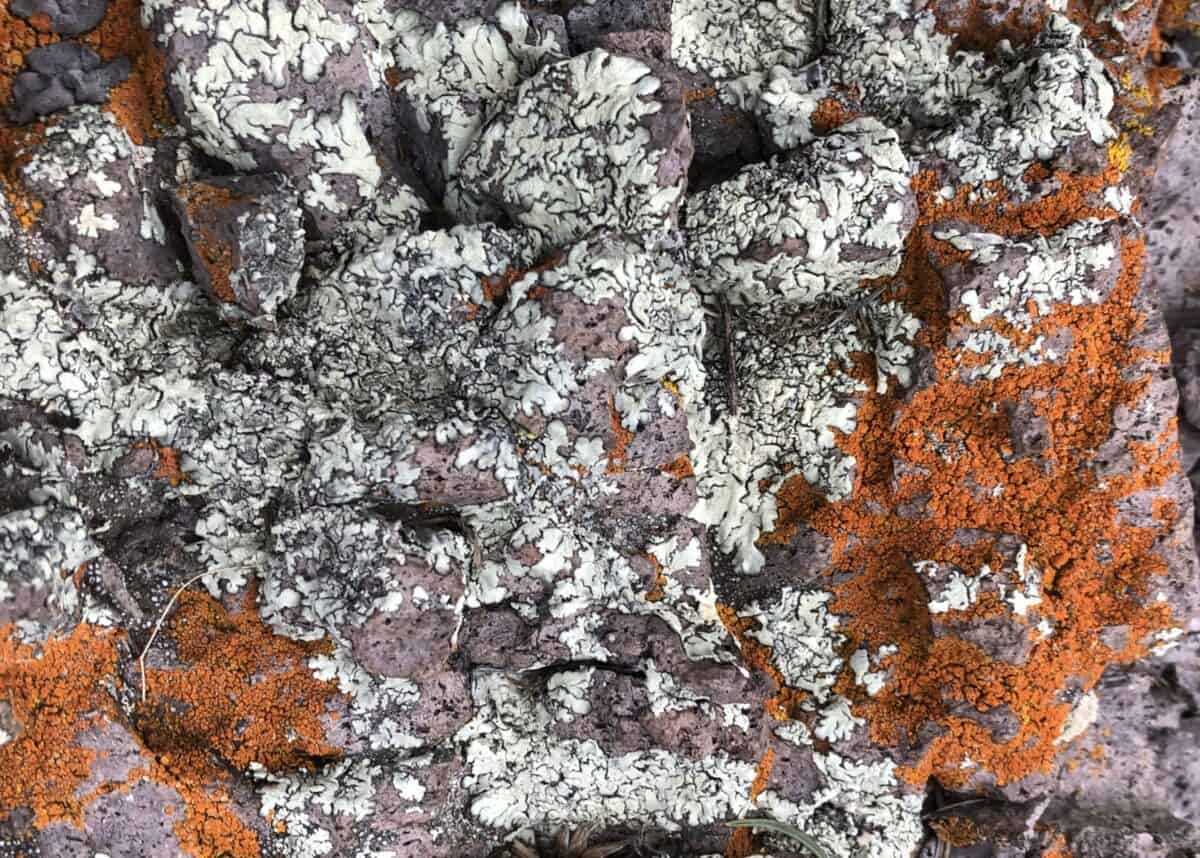 Orange and pale green lichens create a stunning contrast.