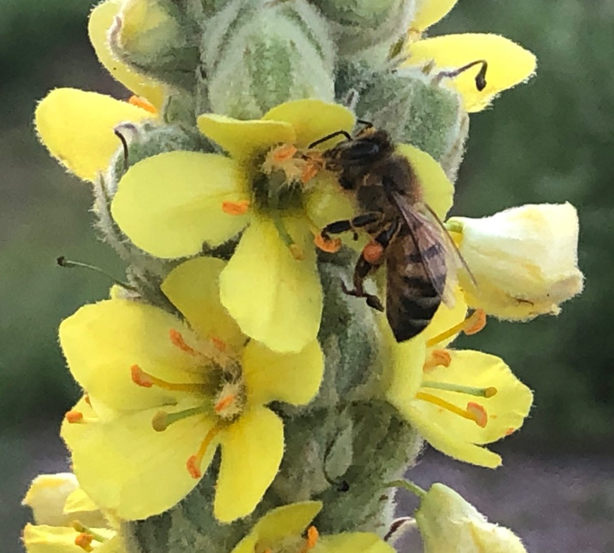 Mullein & Bee.